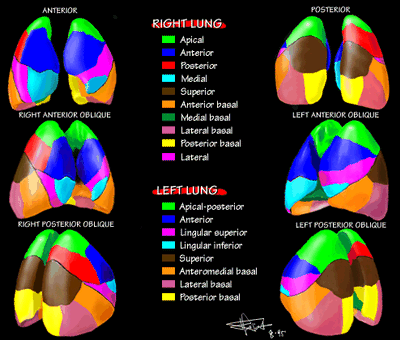 ANATOMIC GRAPHICS